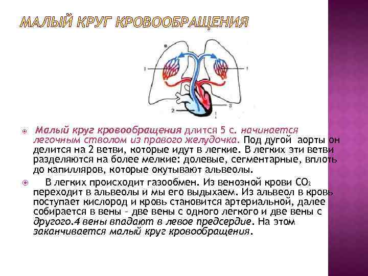 Малый круг начинается. Малый легочный круг кровообращения. Малый круг кровообращения легочный ствол. Малый круг кровообращения физиология. Малый (легочный) круг кровообращения начинается в.