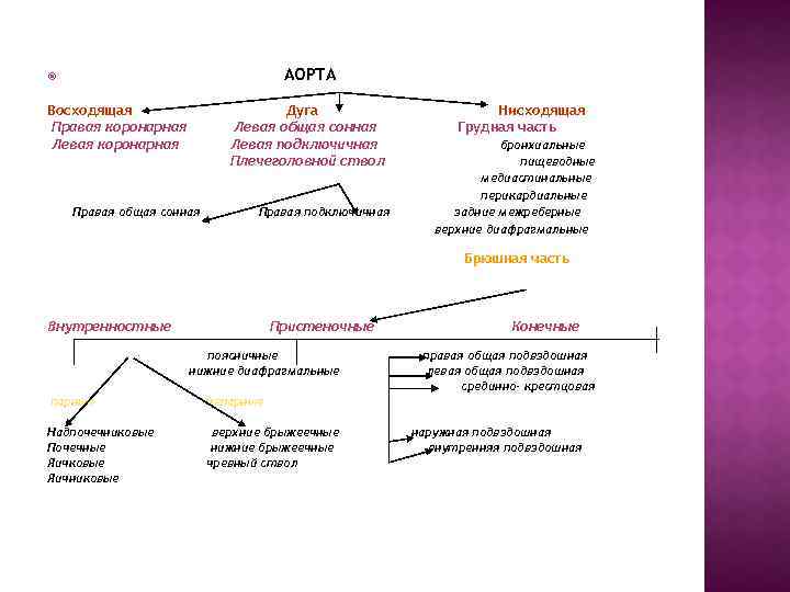 АОРТА Восходящая Правая коронарная Левая коронарная Дуга Левая общая сонная Левая подключичная Плечеголовной ствол