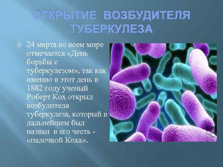 ОТКРЫТИЕ ВОЗБУДИТЕЛЯ ТУБЕРКУЛЕЗА 24 марта во всем мире отмечается «День борьбы с туберкулезом» ,