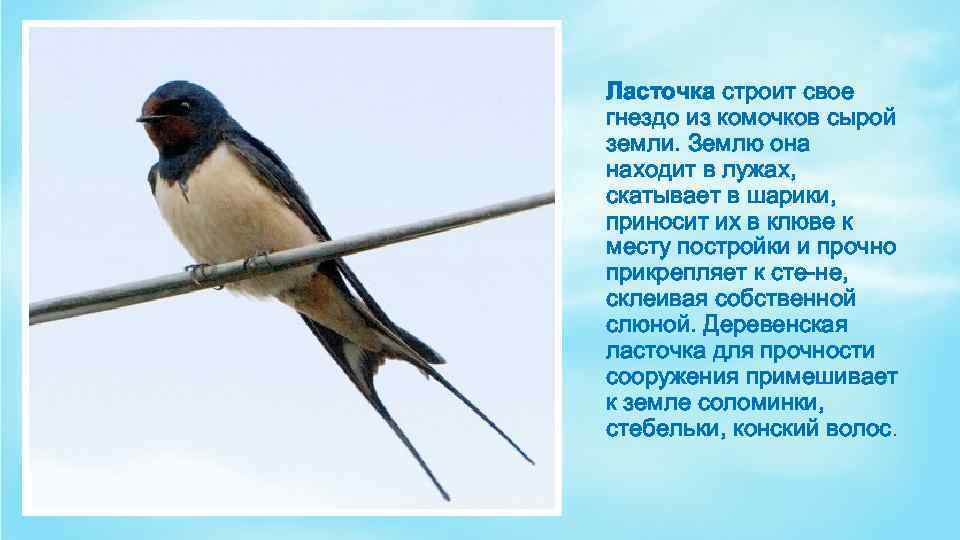 Ласточка строит свое гнездо из комочков сырой земли. Землю она находит в лужах, скатывает