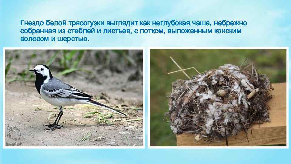 Гнездо белой трясогузки выглядит как неглубокая чаша, небрежно собранная из стеблей и листьев, с