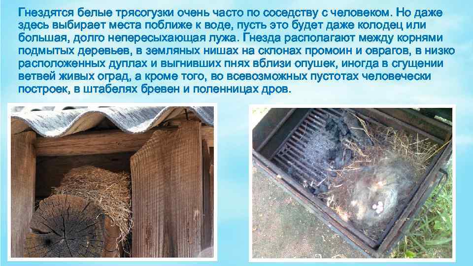 Гнездятся белые трясогузки очень часто по соседству с человеком. Но даже здесь выбирает места