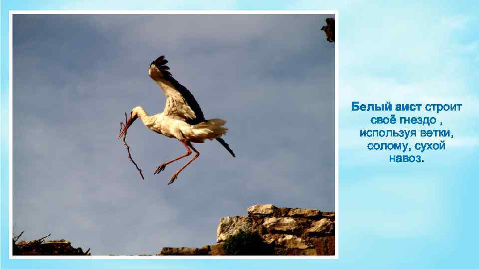 Белый аист строит своё гнездо , используя ветки, солому, сухой навоз. 