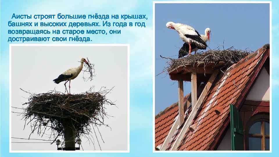 Аисты строят большие гнёзда на крышах, башнях и высоких деревьях. Из года в год