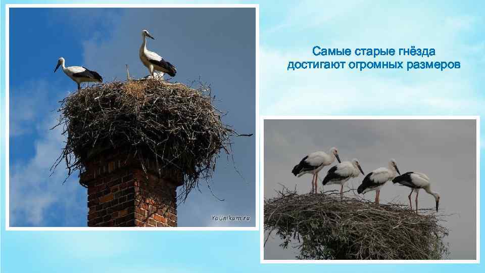 Самые старые гнёзда достигают огромных размеров 