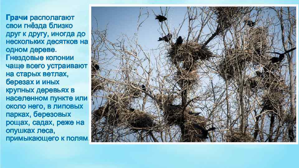 Грачи располагают свои гнёзда близко друг к другу, иногда до нескольких десятков на одном