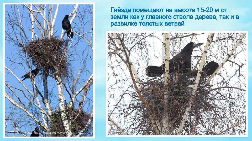 Гнёзда помещают на высоте 15 20 м от земли как у главного ствола дерева,