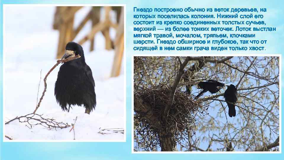 Гнездо построено обычно из веток деревьев, на которых поселилась колония. Нижний слой его состоит