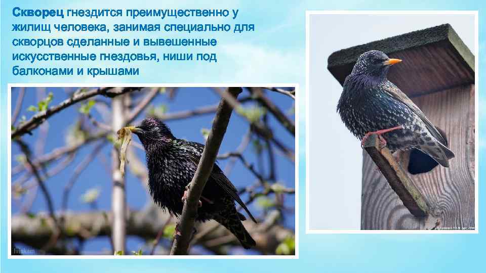 Скворец гнездится преимущественно у жилищ человека, занимая специально для скворцов сделанные и вывешенные искусственные