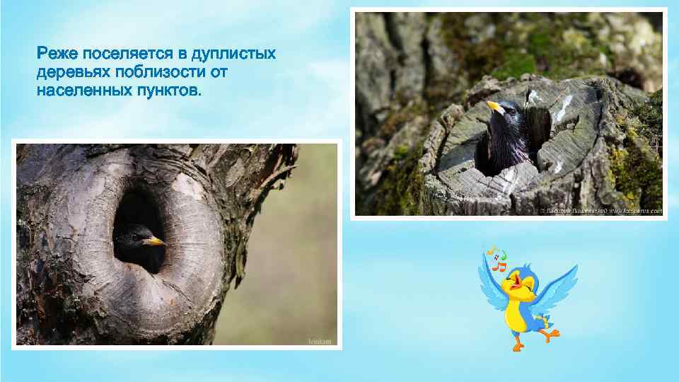 Реже поселяется в дуплистых деревьях поблизости от населенных пунктов. 