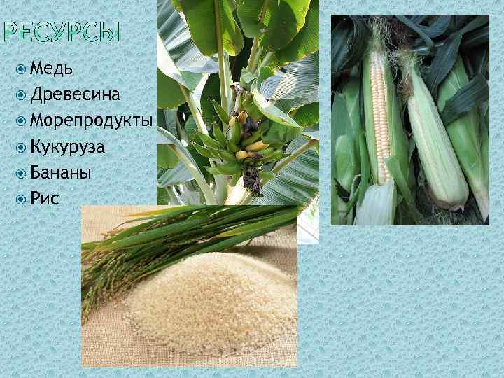  Медь Древесина Морепродукты Кукуруза Бананы Рис 