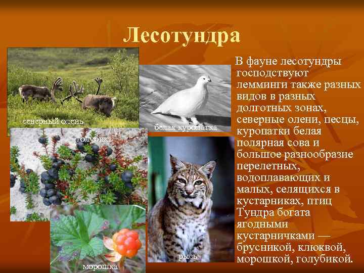 Лесотундра северный олень белая куропатка голубика рысь морошка В фауне лесотундры господствуют лемминги также