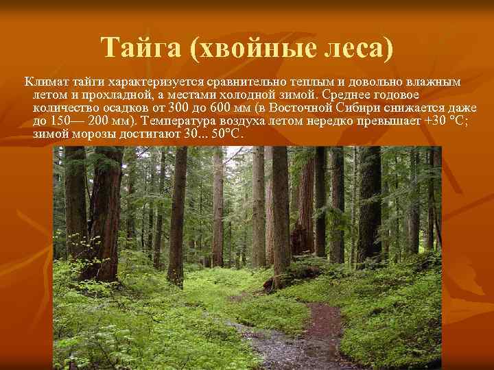 Тайга (хвойные леса) Климат тайги характеризуется сравнительно теплым и довольно влажным летом и прохладной,