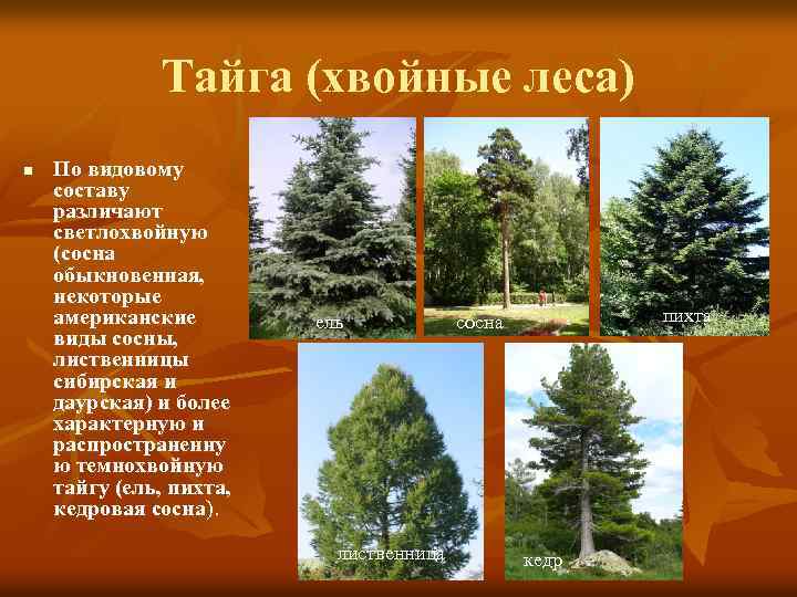 Тайга (хвойные леса) n По видовому составу различают светлохвойную (сосна обыкновенная, некоторые американские виды