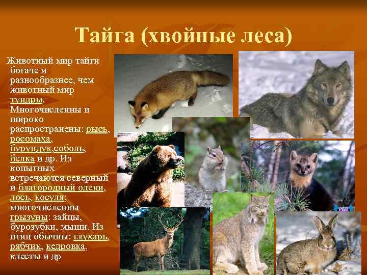 Тайга (хвойные леса) Животный мир тайги богаче и разнообразнее, чем животный мир тундры. Многочисленны