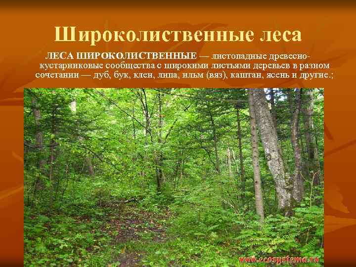 Широколиственные леса ЛЕСА ШИРОКОЛИСТВЕННЫЕ — листопадные древеснокустарниковые сообщества с широкими листьями деревьев в разном