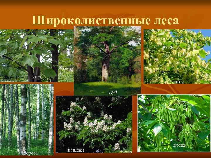 Широколиственные леса клен липа дуб береза каштан ясень 