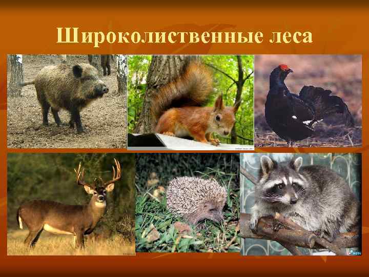 Широколиственные леса 