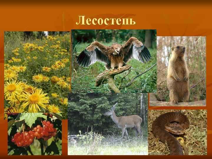 Лесостепь 