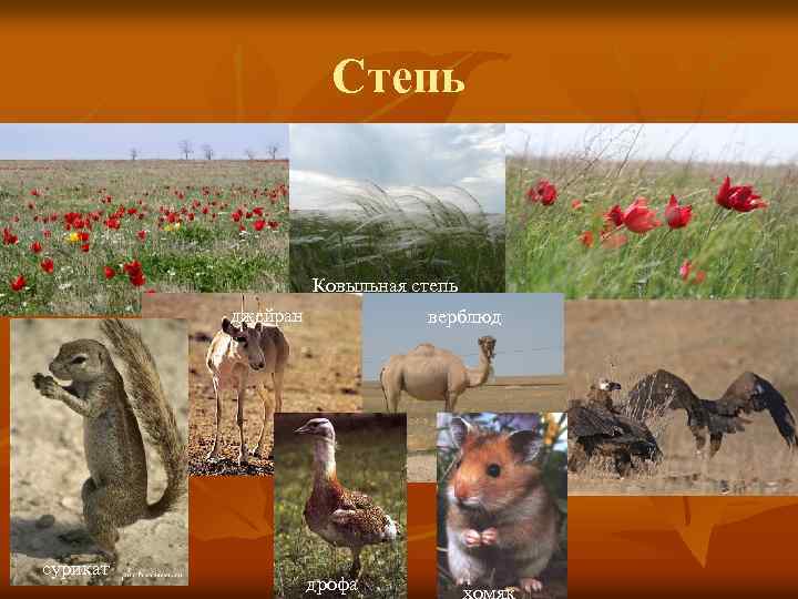 Степь Ковыльная степь джейран сурикат верблюд дрофа 