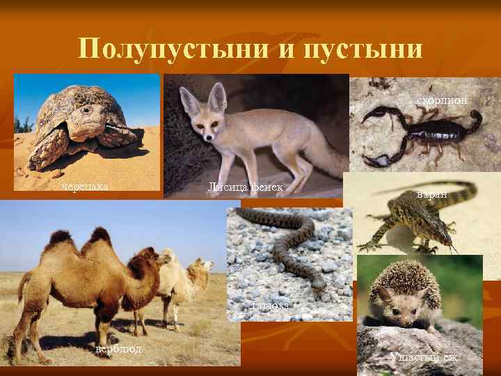 Полупустыни и пустыни скорпион черепаха Лисица фенек варан гадюка верблюд Ушастый еж 