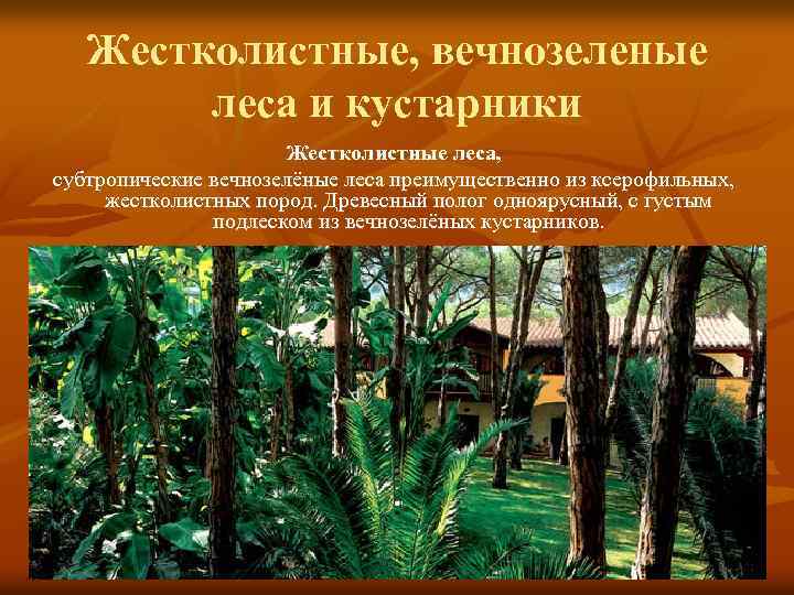 Жестколистные, вечнозеленые леса и кустарники Жестколистные леса, субтропические вечнозелёные леса преимущественно из ксерофильных, жестколистных