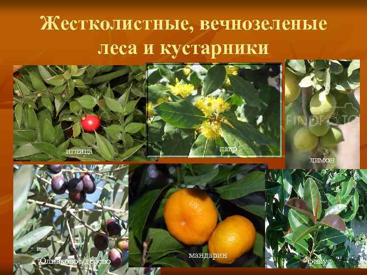 Жестколистные, вечнозеленые леса и кустарники иглица Оливковое дерево лавр лимон мандарин фикус 