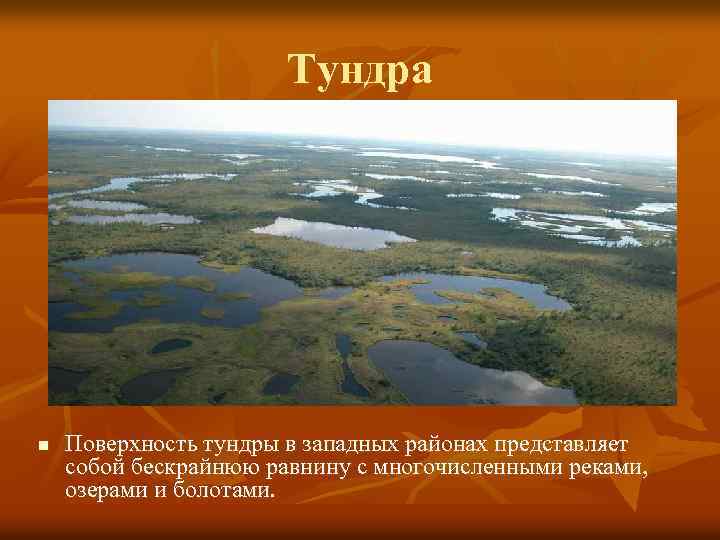 Тундра n Поверхность тундры в западных районах представляет собой бескрайнюю равнину с многочисленными реками,