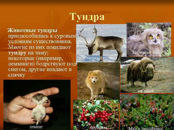 Тундра Животные тундры приспособились к суровым условиям существования. Многие из них покидают тундру на