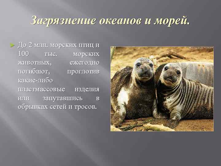 Загрязнение океанов и морей. ► До 2 млн. морских птиц и 100 тыс. морских