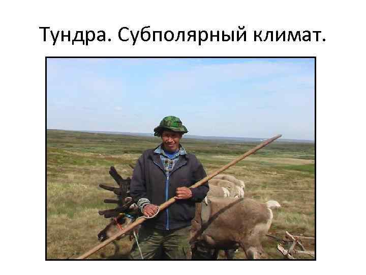 Тундра. Субполярный климат. 
