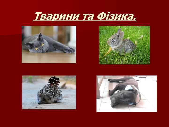 Тварини та Фізика. 