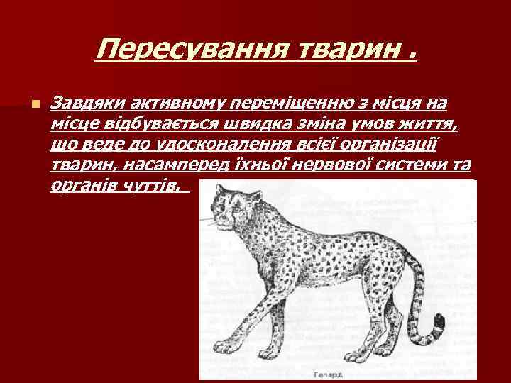 Пересування тварин. n Завдяки активному переміщенню з місця на місце відбувається швидка зміна умов