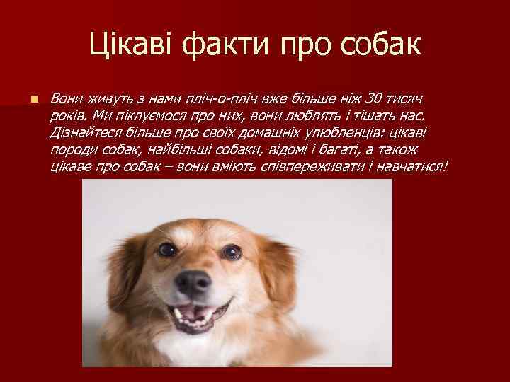 Цiкавi факти про собак n Вони живуть з нами пліч-о-пліч вже більше ніж 30