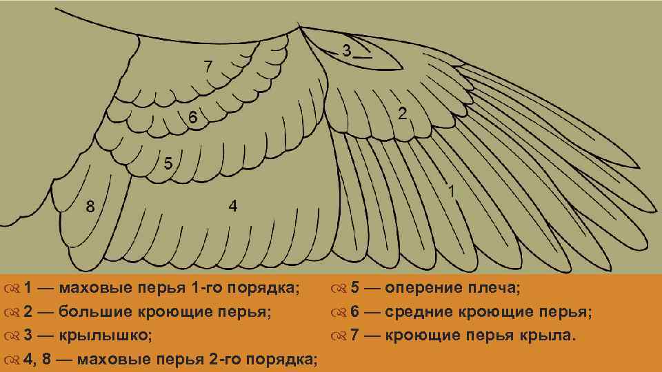 Схема строения крыла птицы