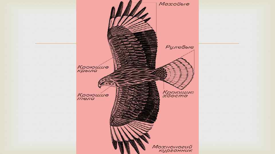Части тела птицы которые являются рычагами презентация