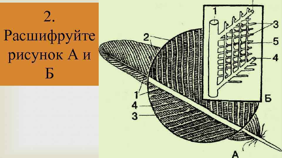 2. Расшифруйте рисунок А и Б 