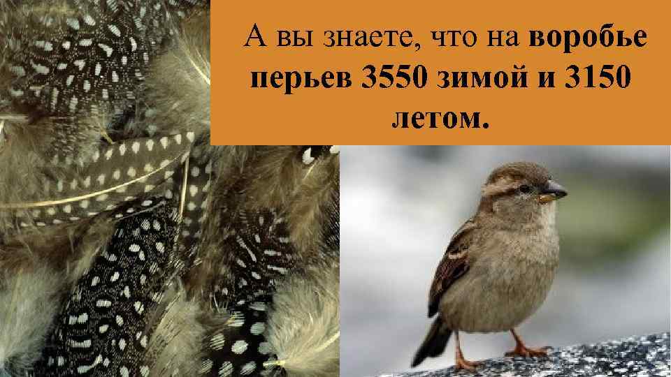  А вы знаете, что на воробье перьев 3550 зимой и 3150 летом. 