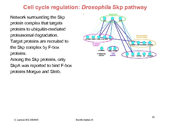 Cell cycle regulation: Drosophila Skp pathway Network surrounding the Skp protein complex that targets