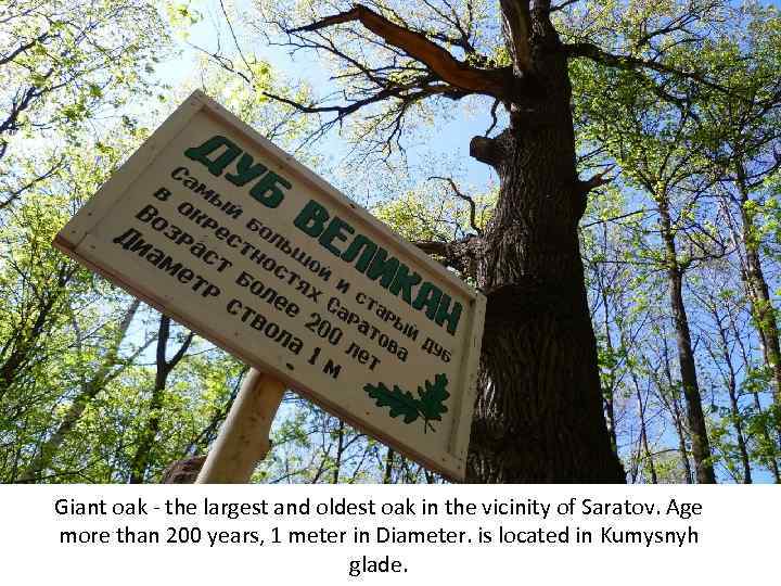 Giant oak - the largest and oldest oak in the vicinity of Saratov. Age
