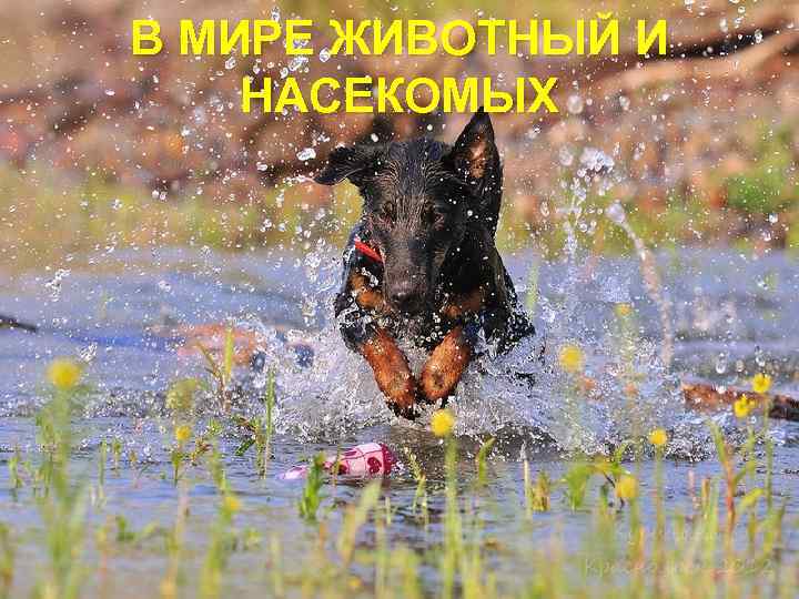 В МИРЕ ЖИВОТНЫЙ И НАСЕКОМЫХ 