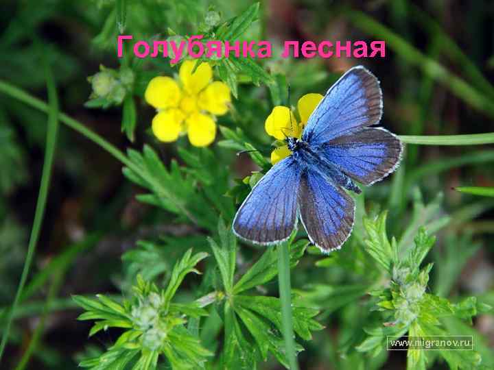 Голубянка лесная 