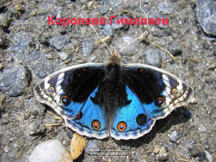 Королева Гималаев 