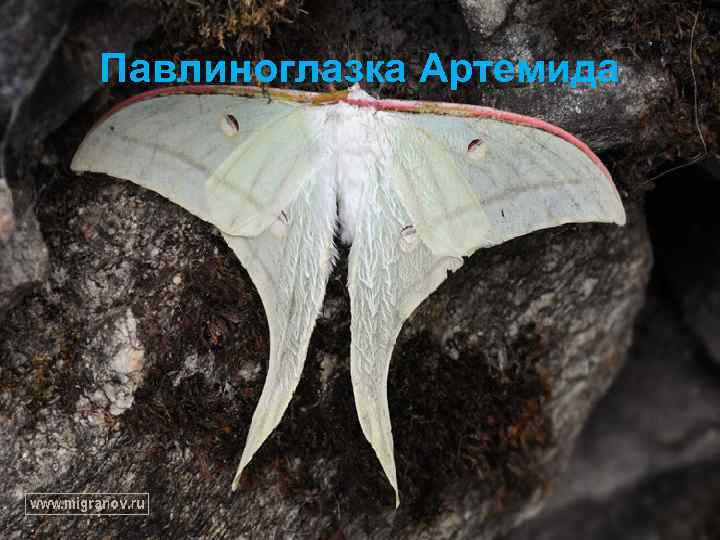 Павлиноглазка Артемида 