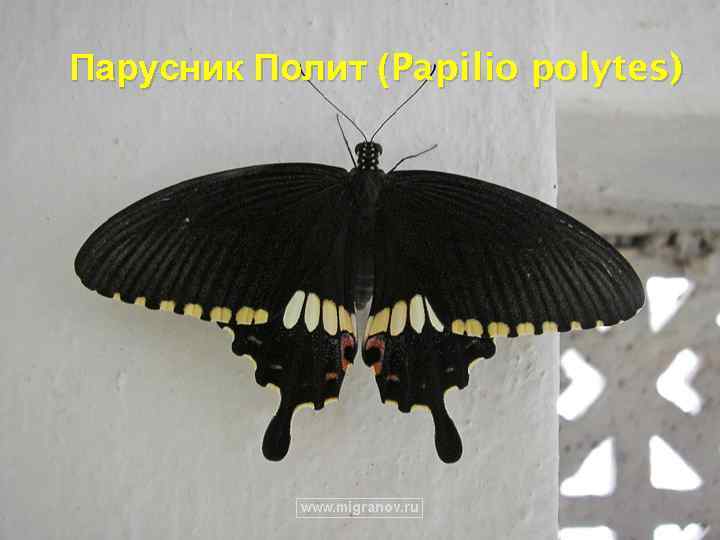Парусник Полит (Papilio polytes) 