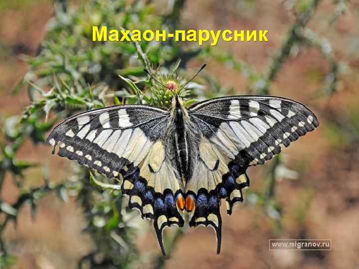 Махаон-парусник 