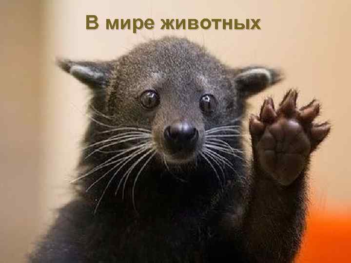 В мире животных 