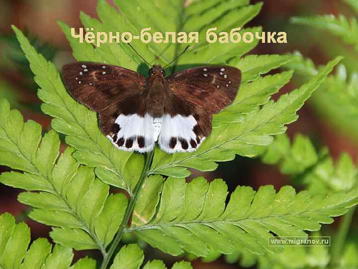 Чёрно-белая бабочка 