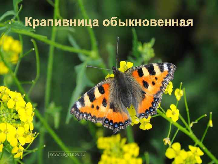 Крапивница обыкновенная 