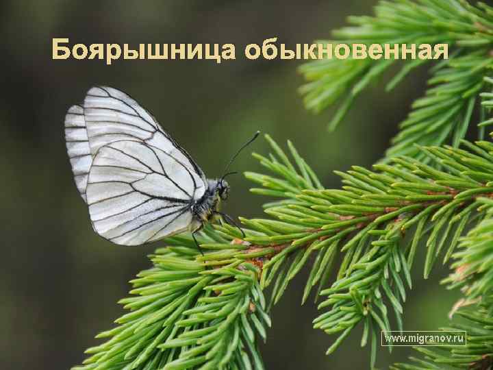 Боярышница обыкновенная 